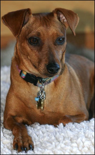 Belinda, small rust-colored dog with short hair
